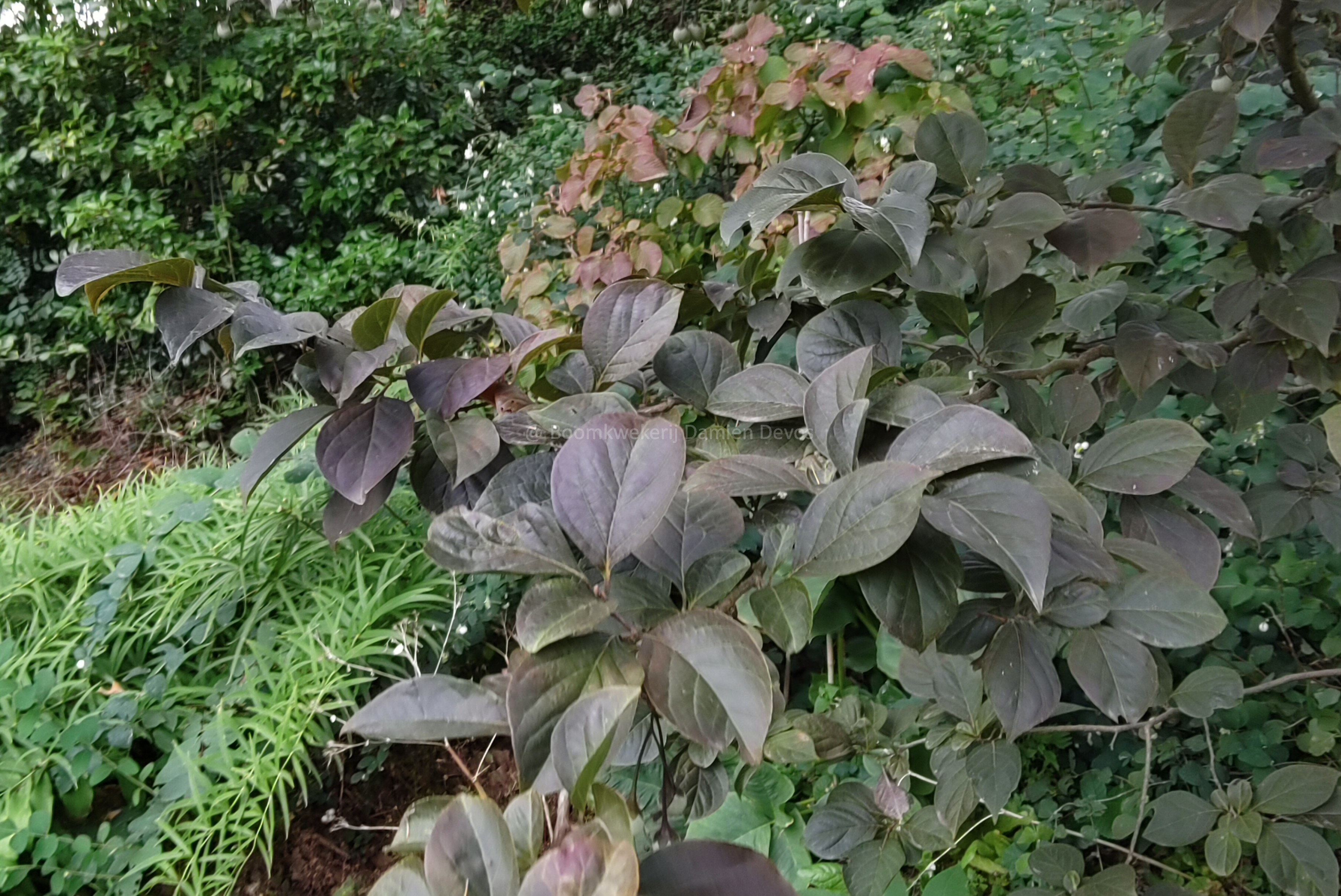 styrax japonicus purple dress Styrax japonicus 'Purple Dress'