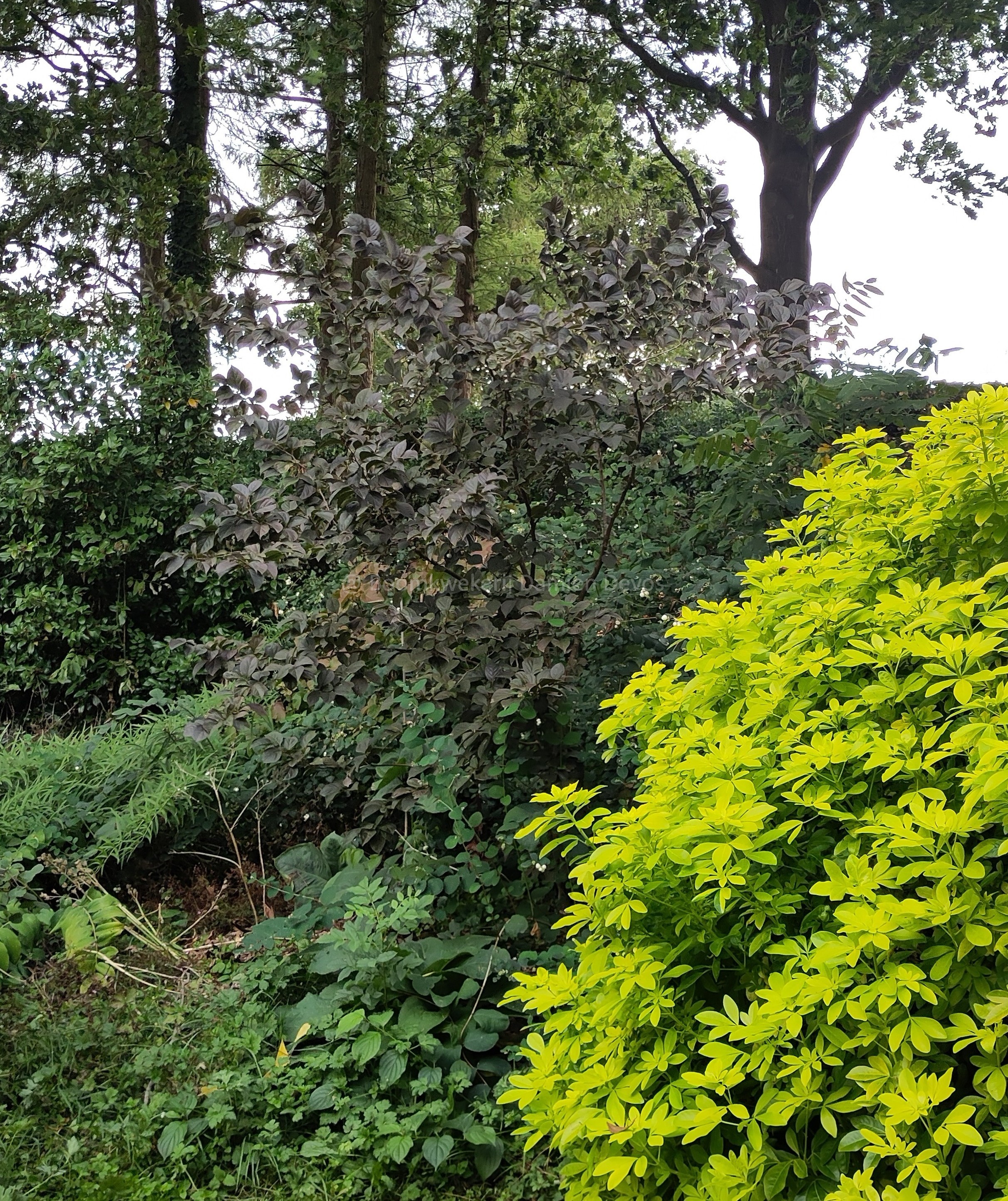 styrax japonicus purple dress Styrax japonicus 'Purple Dress'