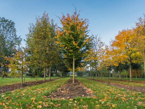 kwekerij volle grond