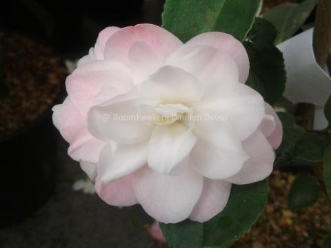 Camellia 'Cinnamon Cindy'