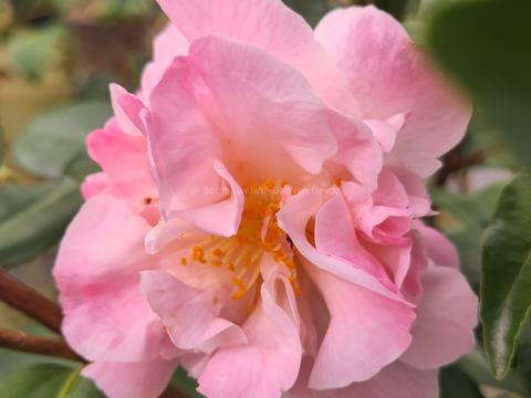 Camellia 'High Fragrance'