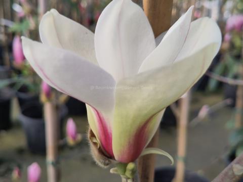 Magnolia 'Sunrise'