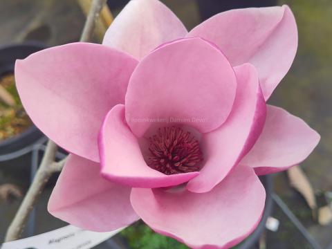 Magnolia 'Theodora'