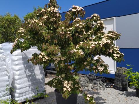 Cornus kousa Cappuccin