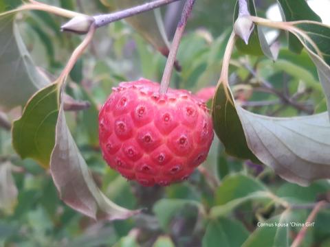 Cornus kousa China Girl