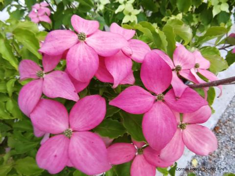 Cornus kousa Scarlet Fire