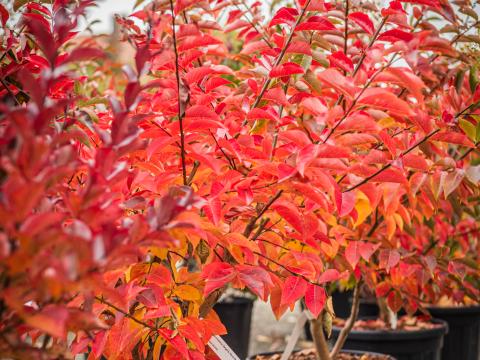 Lagerstroemia_Kiowa