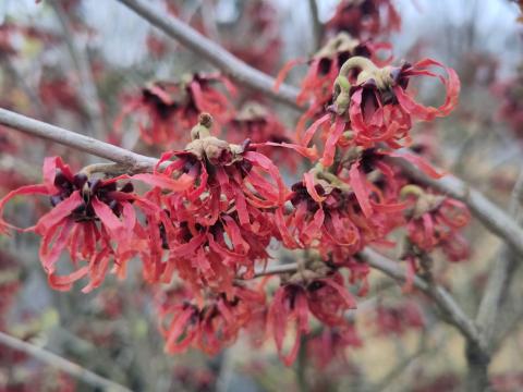 Hamamelis Diane