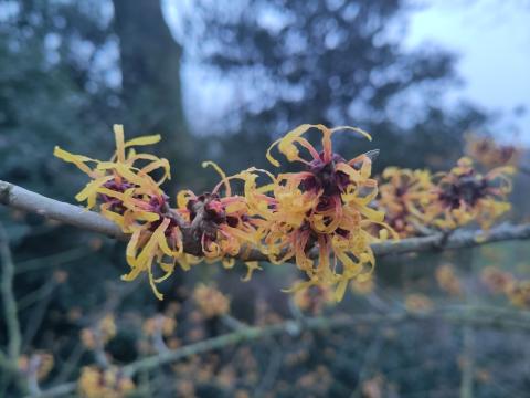 Hamamelis Harry