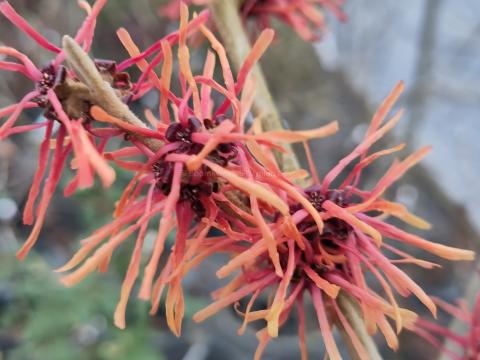 Hamamelis Robert