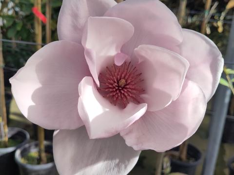 Magnolia Iolanthe