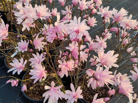 Magnolia stellanta Jane Platt