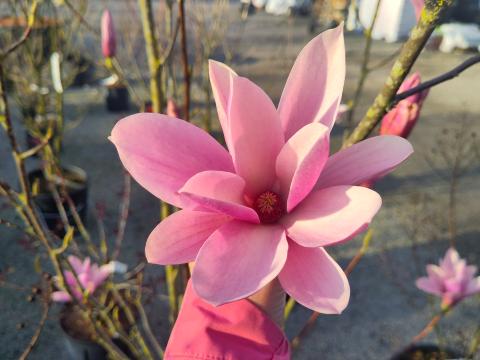 Magnolia 'Heaven Scent'