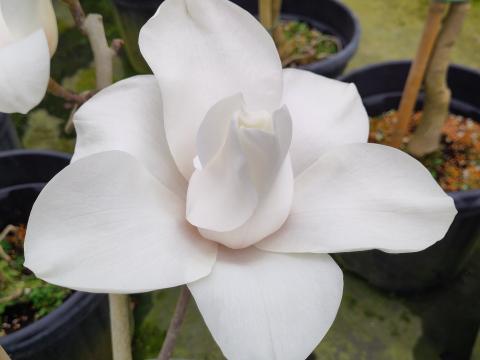Magnolia 'Leda'