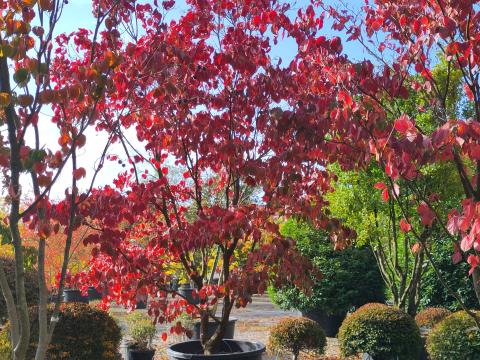 Cornus florida f. rubra