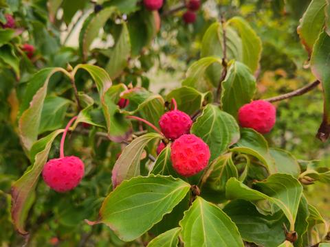 Cornus kousa 'Mount Fuji' 