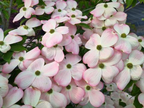 Cornus rutgersensis 'Stellar Pink'