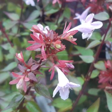 Abelia grandiflora 'Sherwood'