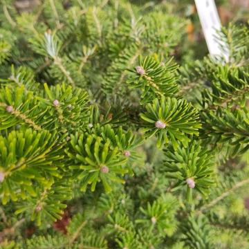 Abies koreana