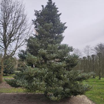 Abies koreana 'Silberlocke'