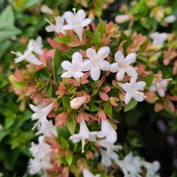 Abelia zanderi 'Little Richard'