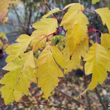 Acer cissifolium