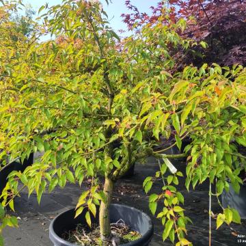 Acer davidii 'Serpentine'