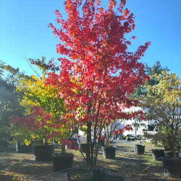 Acer freemanii 'Autumn Blaze' ® (= 'Jeffersred')