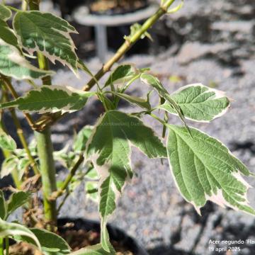 Acer negundo 'Flamingo'