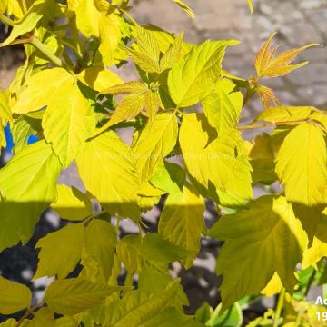Acer negundo 'Kelly's gold'