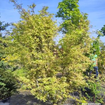 Acer palmatum 'Butterfly'