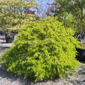 Acer palmatum 'Green Lace' (dissectum group)