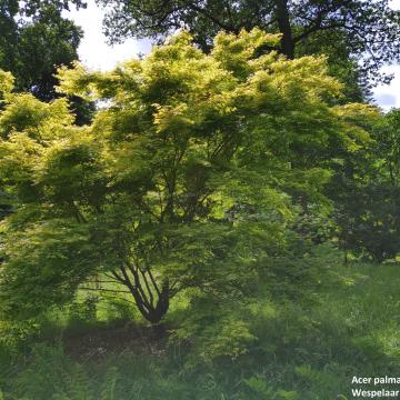 Acer palmatum 'Katsura'
