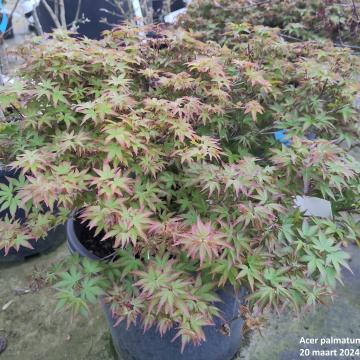 Acer palmatum 'Kiyohime'