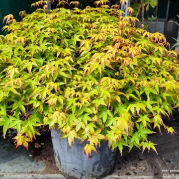 Acer palmatum 'Kiyohime'