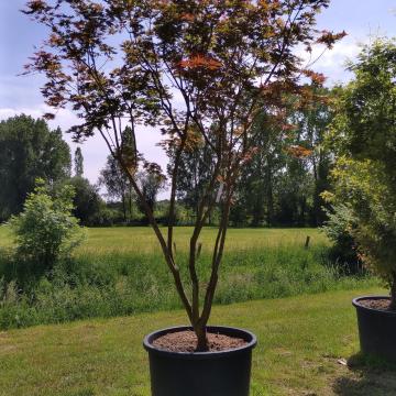 Acer palmatum 'Masu-kagami'