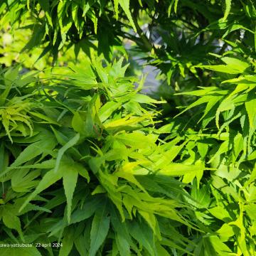 Acer palmatum 'Mikawa-yatsubusa'
