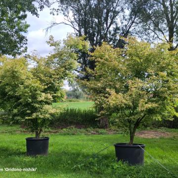 Acer palmatum 'Oridono-nishiki'