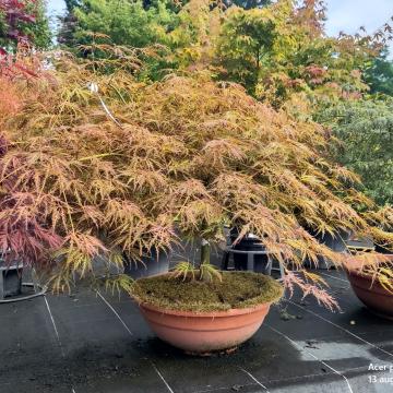 Acer palmatum Dissocium Ornatum