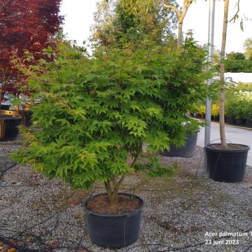 Acer palmatum 'Osakazuki'