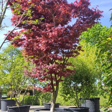 Acer palmatum 'Ogon sarasa'