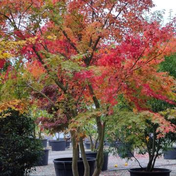 Acer palmatum 'Polymorphum'