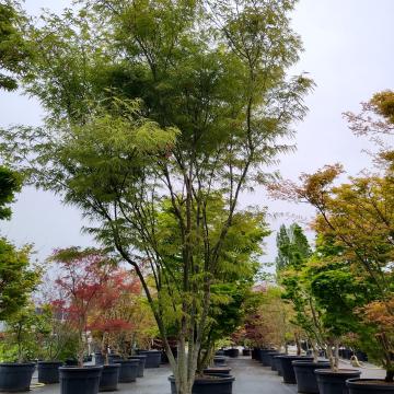 Acer palmatum 'Scolopendriifolium'
