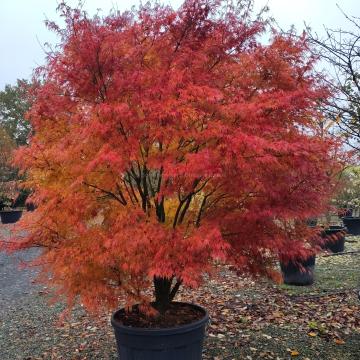 Acer palmatum 'Seiryu'