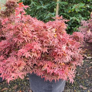 Acer palmatum 'Shaina'