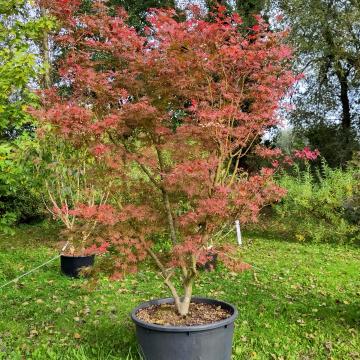 Acer palmatum 'Shigitatsu Sawa'