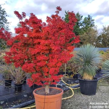 Acer palmatum Shishigashira'