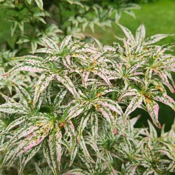 Acer palmatum 'Ukigumo'