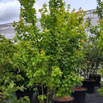 Acer rubrum 'Brandywine'