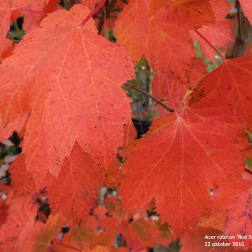 Acer rubrum 'Red Sunset'